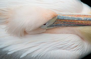 Close up van een roze pelikaan in rust van Heleen Schenk / Smeerjewegproducties