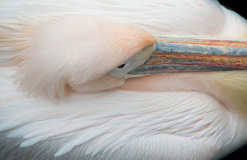 Close up of a pink pelican at rest by Heleen Schenk / Smeerjewegproducties