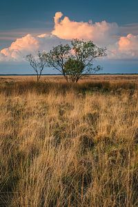 Sonnenuntergang im Nationalpark Dwingelderveld
