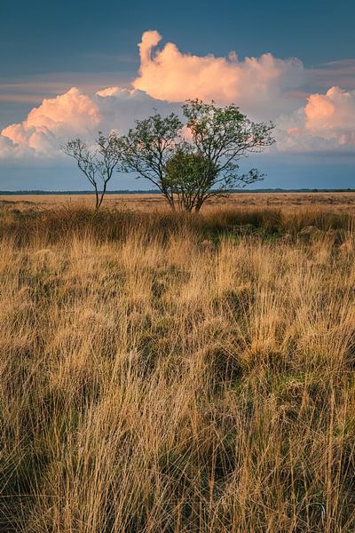 Sunset in National Park the Dwingelderveld by Henk Meijer Photography