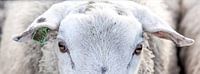 The eyes off a sheep van Willy Sybesma thumbnail