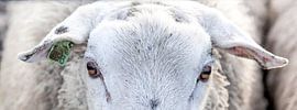 The eyes off a sheep by Willy Sybesma