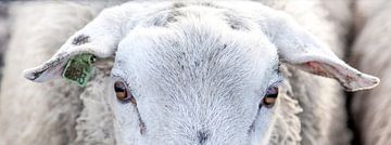 The eyes off a sheep van Willy Sybesma