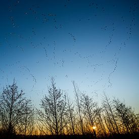 Goose migration during sunrise by Miranda van Assema