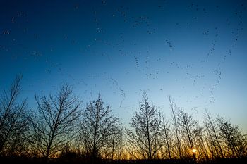Ganzentrek tijdens zonsopkomst