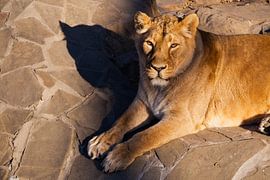 anmutig liegt eine gelbe Löwin mit einem Schatten. Eine kräftige Löwin mit einem kräftigen Körper lä von Michael Semenov