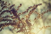 A new morning