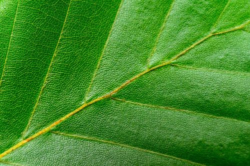Beech tree leaf detail  by Sjoerd van der Wal Photography