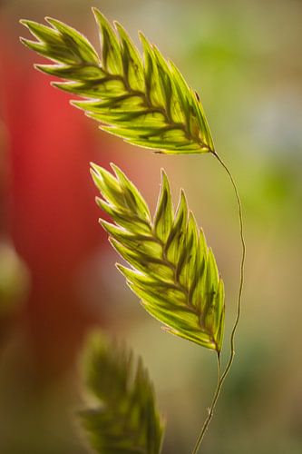 Macrofoto van takje haver