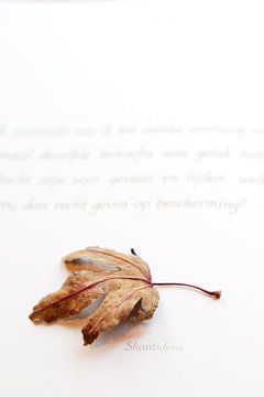 Circle of Life 1 - Autumn leaf Shantideva by Tessa Jol Photography