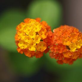 Blumen von Orange von PhotoManiX Artworks