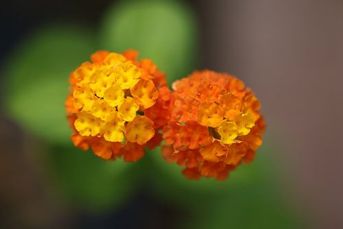 Bloempjes van Oranje van PhotoManiX Artworks