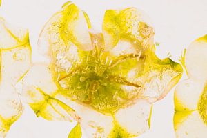 Glockenblume in Eis 1