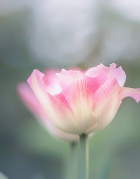 double tulip by natascha verbij