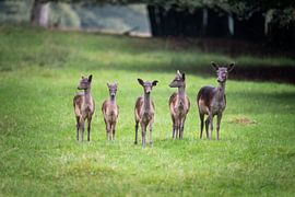 Five in a row by Maarten van Noorloos