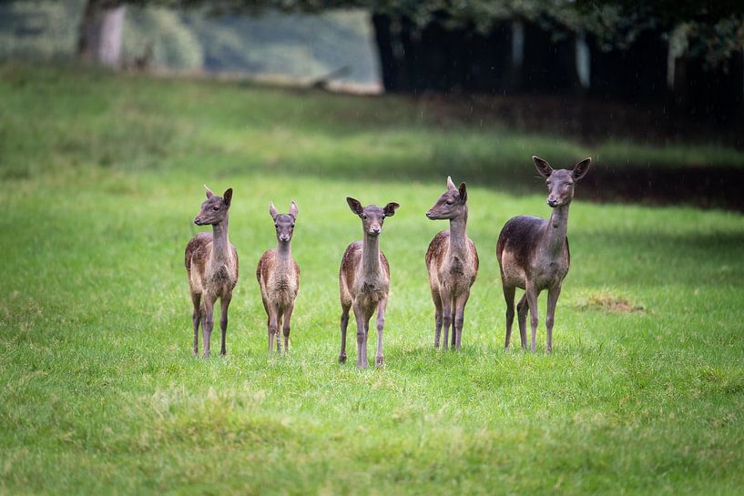 Five in a row by Maarten van Noorloos
