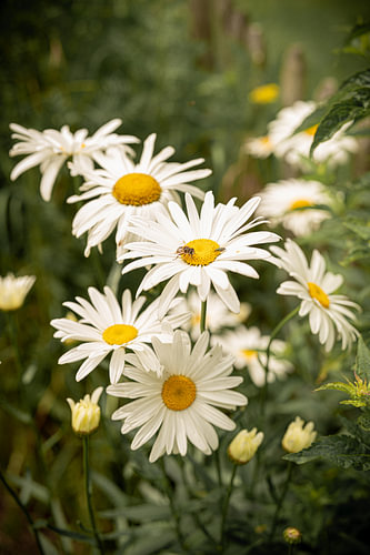 Margrieten in Zeeland