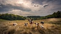 Cows in the evening sun Beautiful sky!