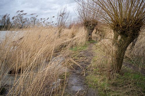 Kronkelpaadje Biesbosch