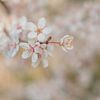 Blossom by Moetwil en van Dijk - Fotografie