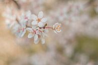 Blossom by Moetwil en van Dijk - Fotografie thumbnail