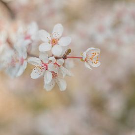 Blüte von Moetwil en van Dijk - Fotografie