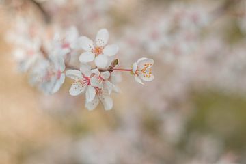 Blossom by Moetwil en van Dijk - Fotografie