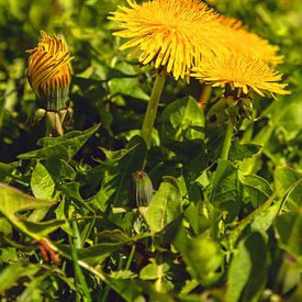 Löwenzahn satt von Holger Felix