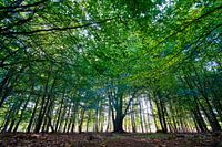 La forêt du Veluwe au début de l'automne