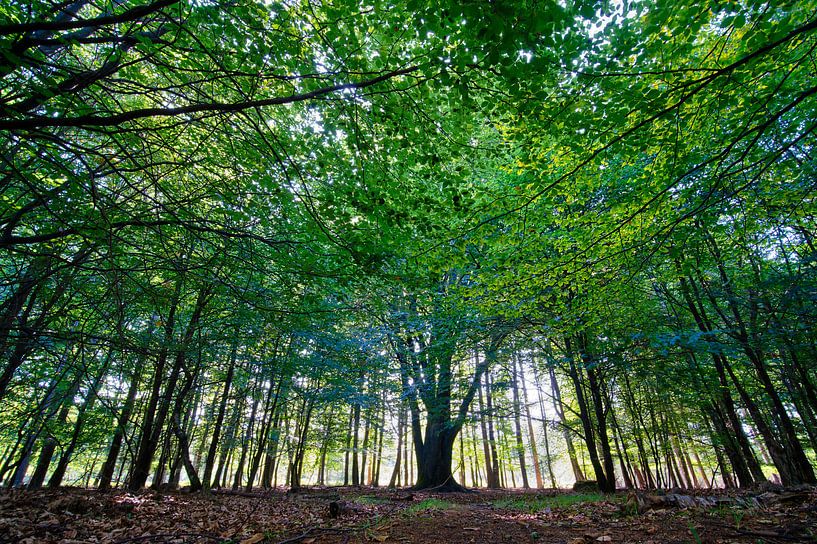 Der Wald der Veluwe zu Beginn des Herbstes von Glenn Vlekke