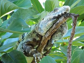 Leguaan in observeerstand