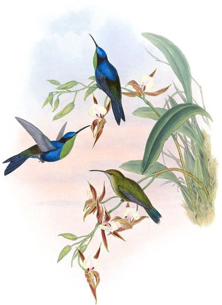 Wood-Nymph veraguen, John Gould par Hummingbirds