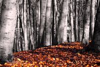 Bäume im Herbst schwarz und weiß