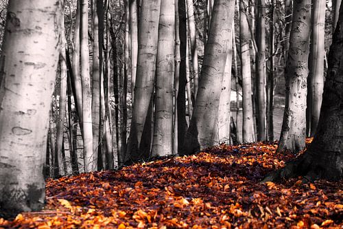 arbres en automne noir et blanc