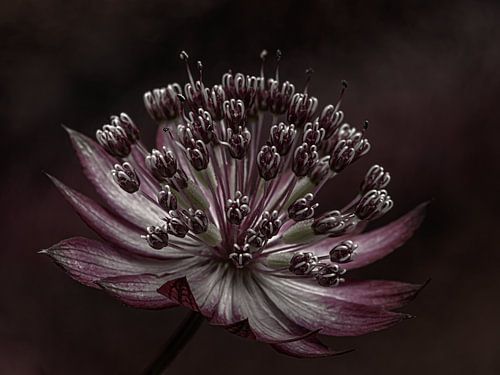 Zeeuws Knoopje (Astrantia Major)