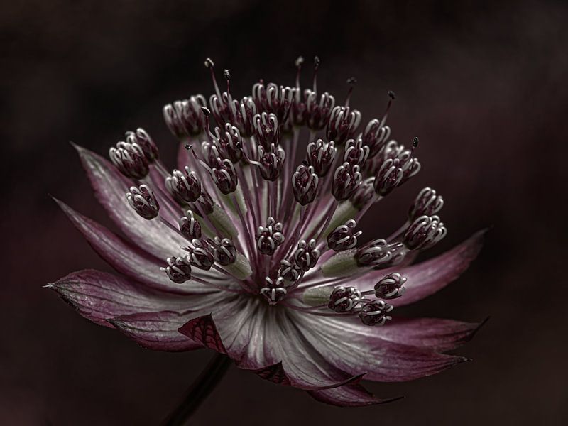 Astrantia Major par Marjolijn van den Berg