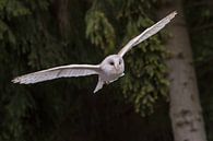 an owl in flight van claes touber thumbnail