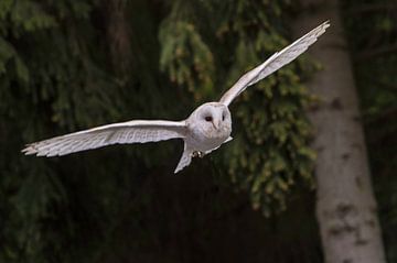 an owl in flight van claes touber