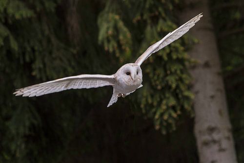 an owl in flight