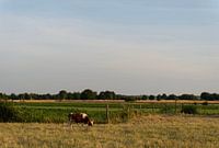 Cow in the meadow