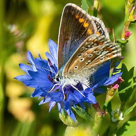 Schmetterlinge von Annemarie van der Hilst