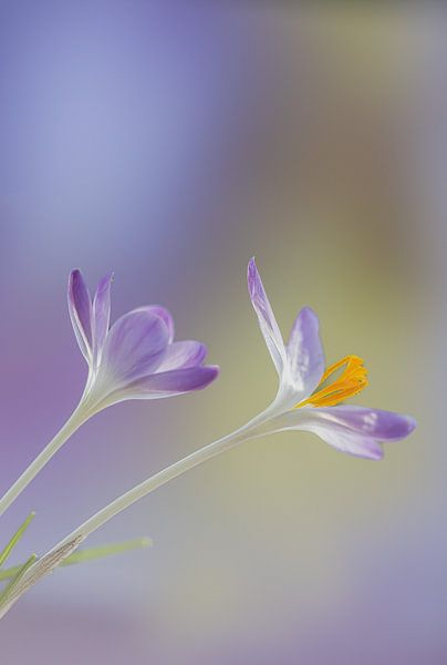 Spring crocus by natascha verbij