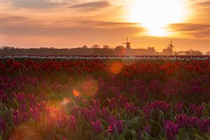 Puur Holland van P Kuipers