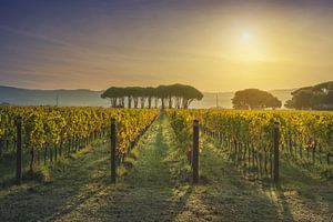 Weinberg von Bolgheri und Pinien bei Sonnenaufgang. Toskana