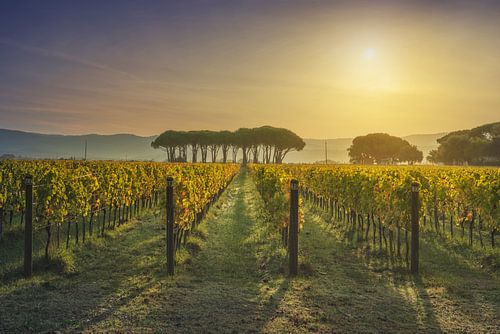 Bolgheri wijngaard en pijnbomen bij zonsopgang. Toscane