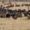 African bison on the grasslands of Kenya by 2BHAPPY4EVER photography & art