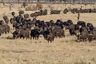 Afrikaanse bizons op de grasvlaktes in Kenia van 2BHAPPY4EVER.com photography & digital art thumbnail
