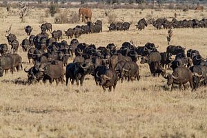 Afrikanische Bisons auf den Grasebenen von Kenia