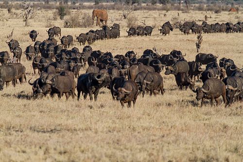 Bison africain dans les plaines herbeuses du Kenya.
