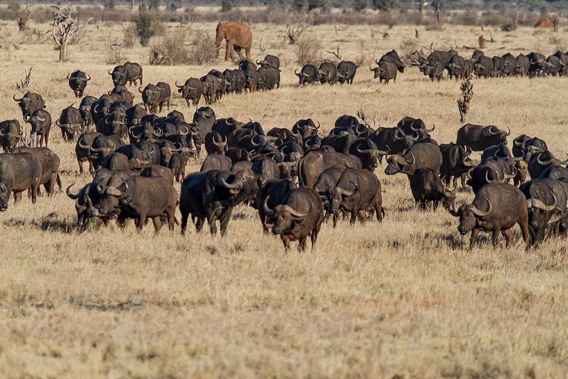Bison africain dans les plaines herbeuses du Kenya. par 2BHAPPY4EVER photography & art